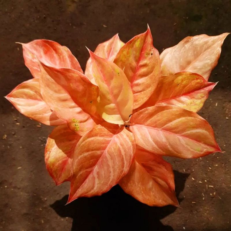 Aglonema bidadari mutasi (Tanaman hias aglaonema bidadari) - tanaman hias hidup - bunga hidup - bung