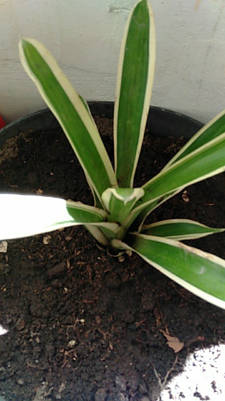 Calathea Ornata Sanderiana /bibit Tanaman Hias Bunga Kalatea