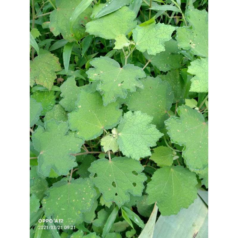 

daun pulutan segar 500 gram