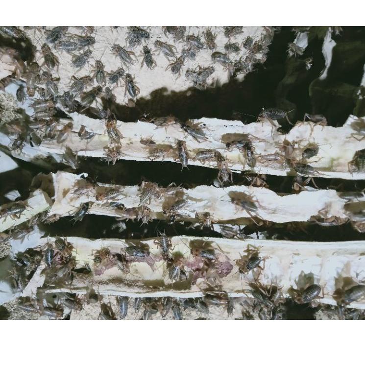 Recomended.. telur jangkrik kalung murah berkualitas 500gram