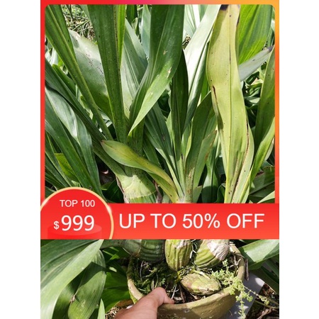 Anggrek Anggrek Grammatophyllum martae seedling