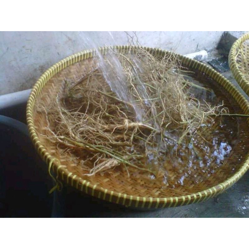 

akar sidaguri fres 300gram