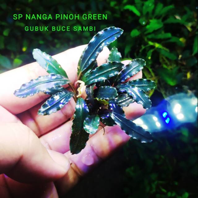 bucephalandra sp Nanga pinoh green porsi batangan
