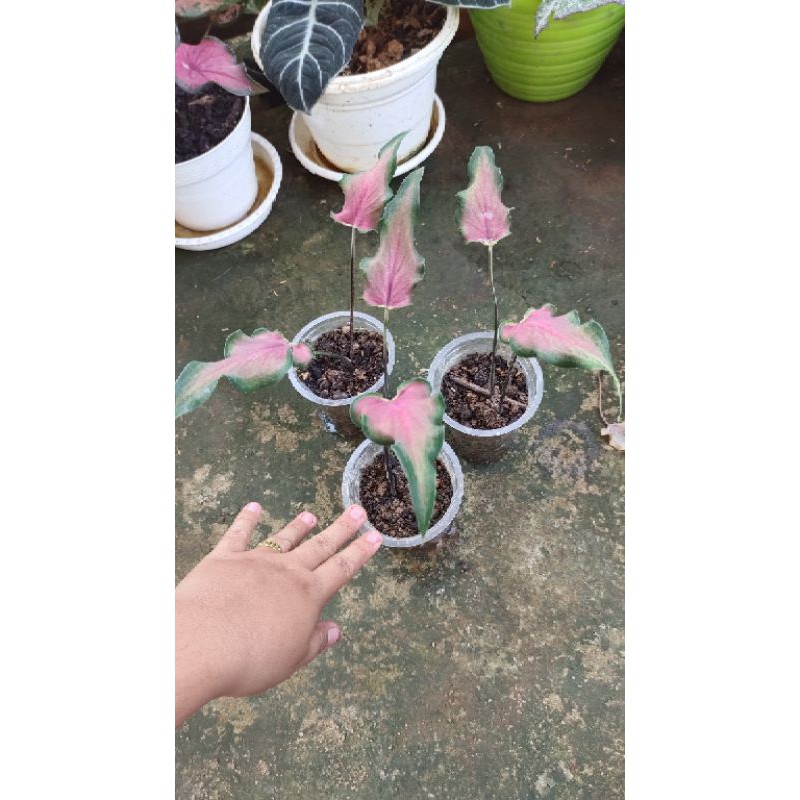 keladi keris caladium keris