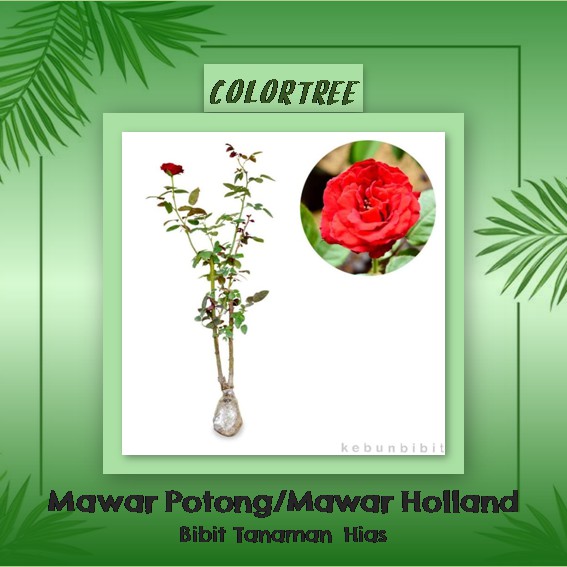 Bibit Tanaman Hias Mawar Potong / Mawar Holland