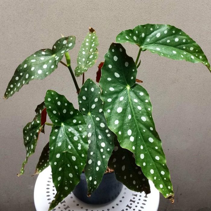 Tanaman Hias Begonia Polkadot Shopee Indonesia