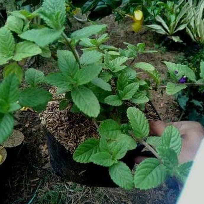 Xina Bibit Tanaman Daun Cincau Hitam / Janggelan