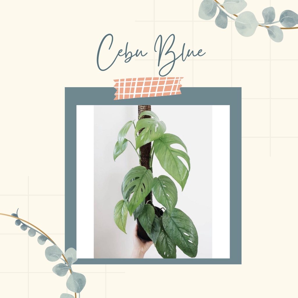 Tanaman Hias Epipremnum Cebu Blue Tanaman Murah Cebu Blue