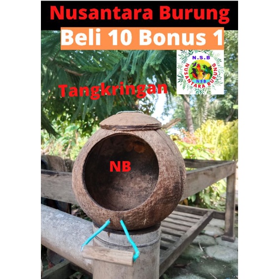 Glodok Burung Lovebird Sarang Bertelur Burung Lovebird Kenari Murai Batu Batok Kelapa