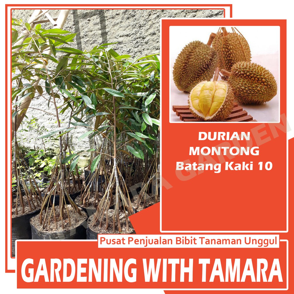 Bibit Tanaman Buah Durian Montong Kaki 10