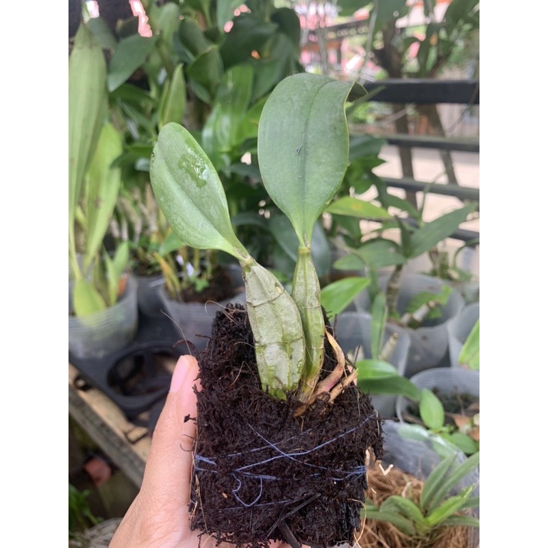 anggrek agregatum
