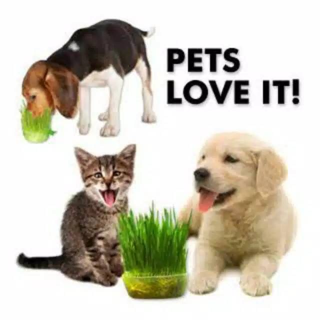 Benih rumput kucing 50gr biji gandum / cat grass / biji gandum rumput kucing 50gr catgrass / wheatgrass bukan catnip 50gr