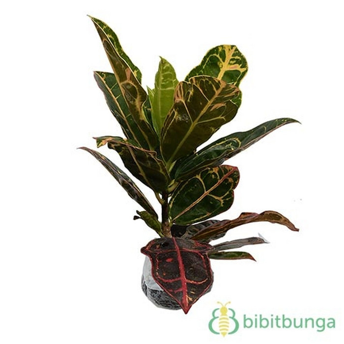 Bibit tanaman puring kura / tanaman puring kura