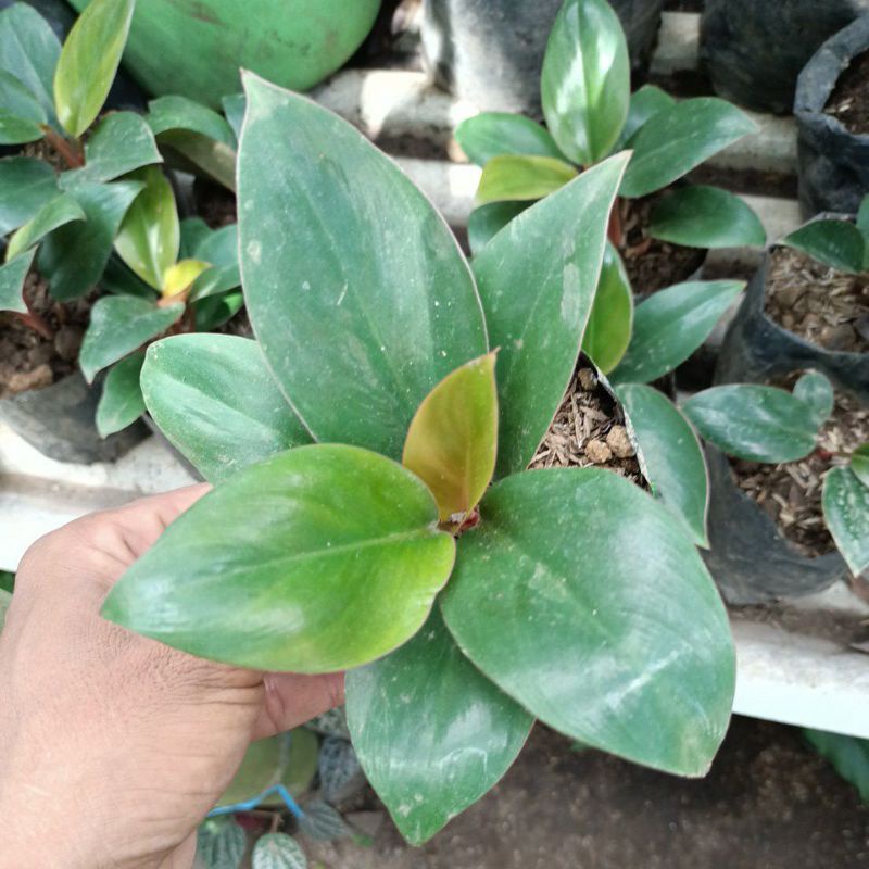 philodendron  kompacta Philo princes