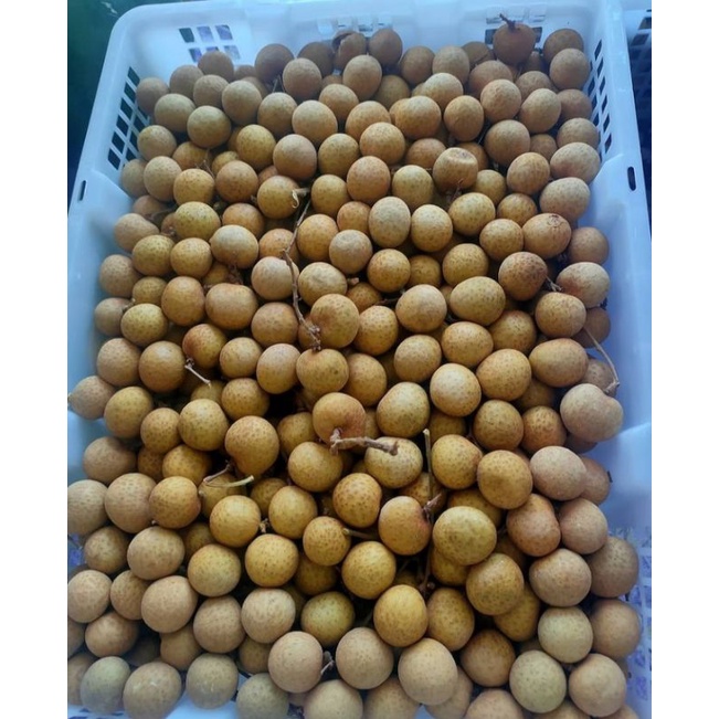 

Kelengkeng Bangkok Super Berat 1 kg (Pengiriman Medan)