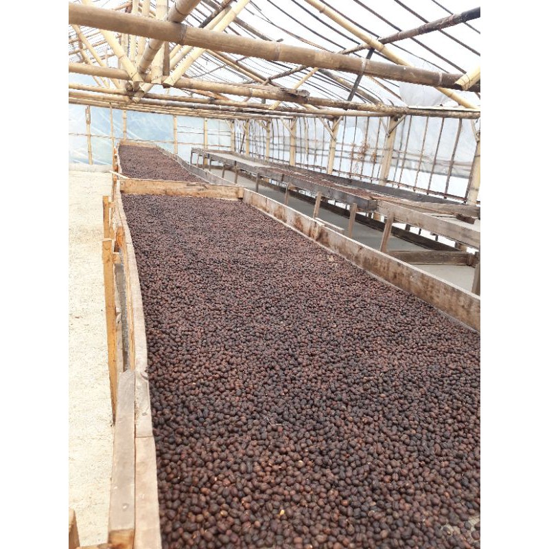 

Natural Process, 500Gram Green Beans Arabica Gunung Tilu, Pangalengan, Kab Bandung. Pura cepa.