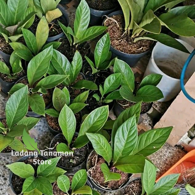 antorium jemani cobra/antorium kobra/antorium