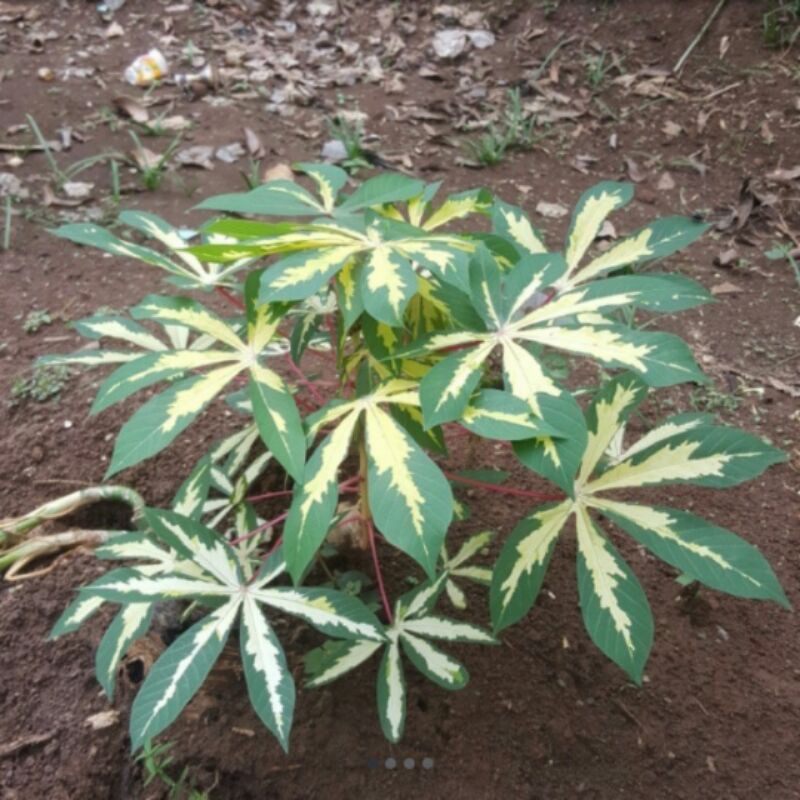 pohon hias singkong parigata