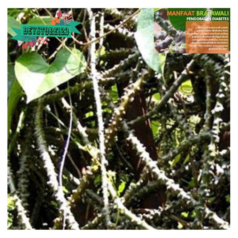 

Jual brotowali atou patrawali segar 500 grm