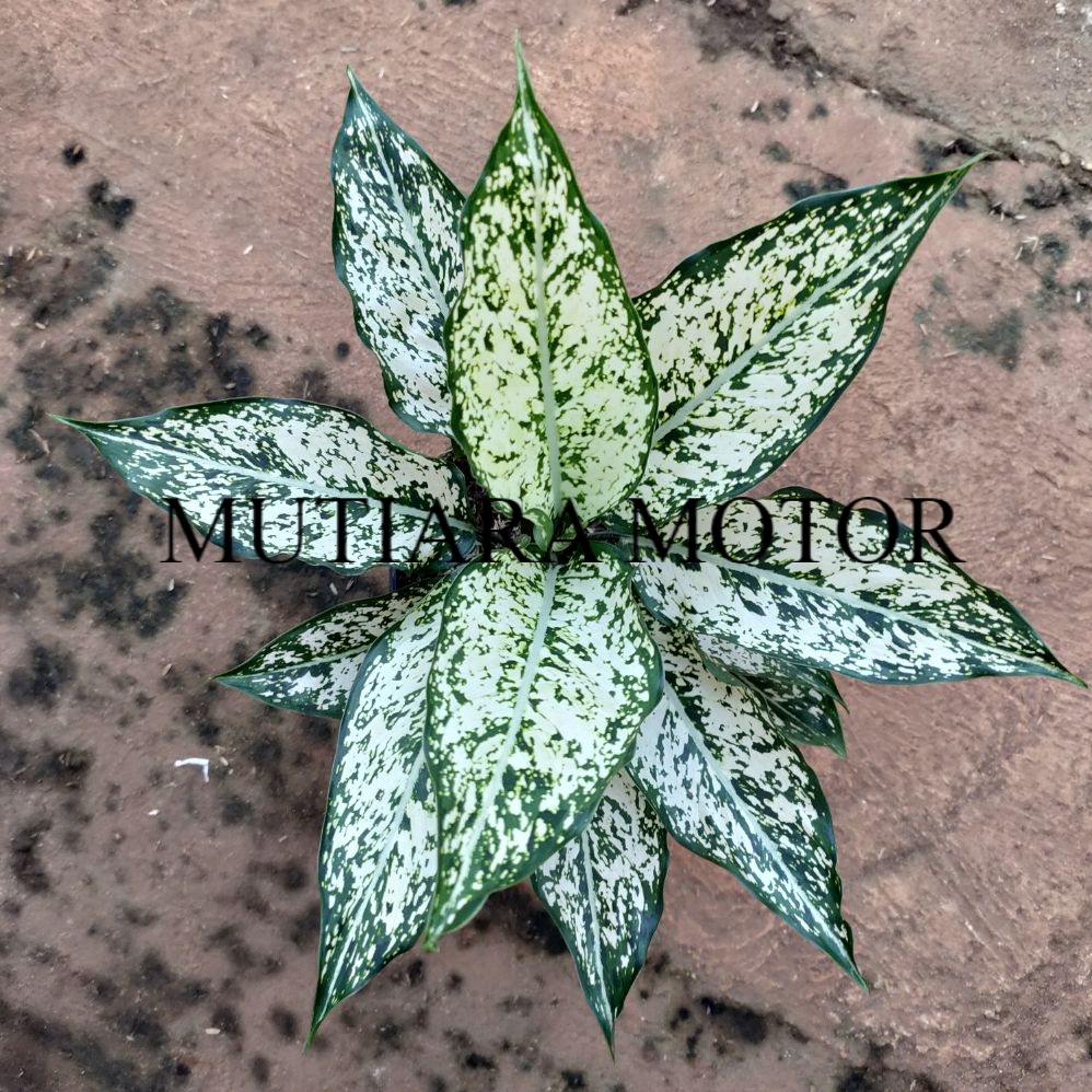 Aglonema snow white - aglaonema Snow white - bibit aglonema snow white