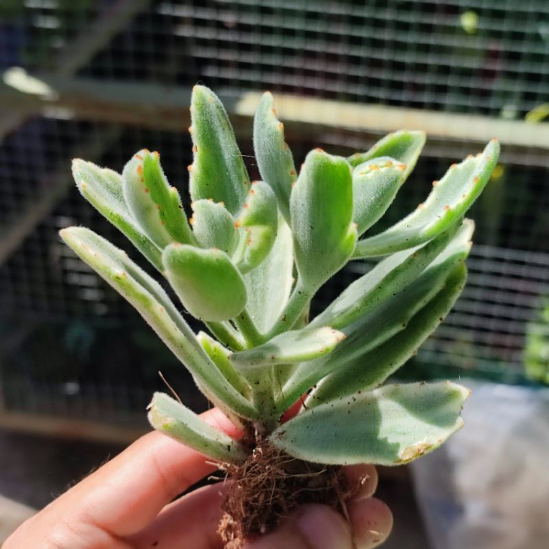 Kalanchoe variegata sukulen