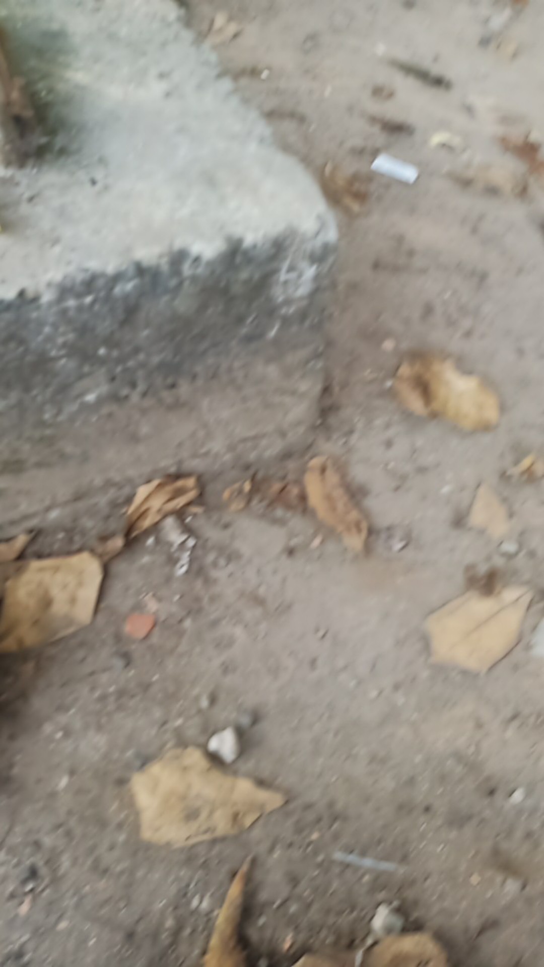 Tumbler Stainless Steel Dolphin Sandal