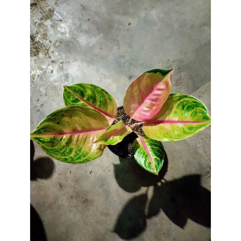 aglonema Jamela jackpot