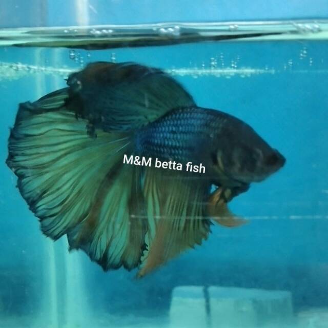 Ikan cupang/betta/HM halfmoon size M