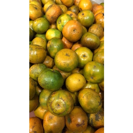 

JERUK MEDAN MANIS 1KG