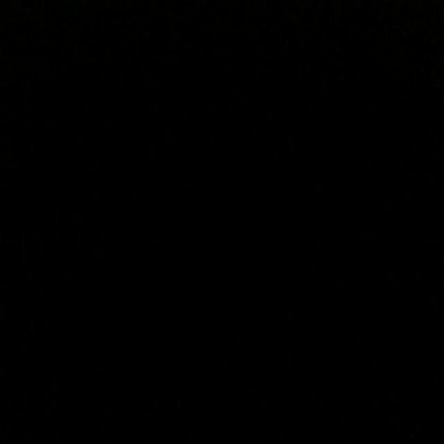 Walang Sangit Bibit Herbal Walang Sangit/tanaman Herbal Walang Sangit