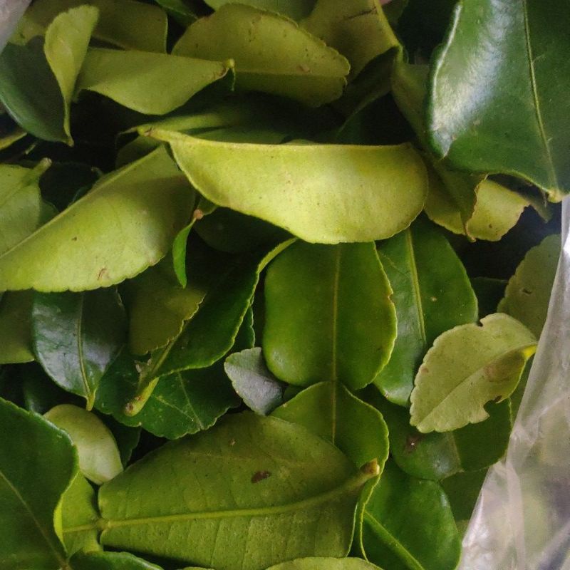 

Daun jeruk