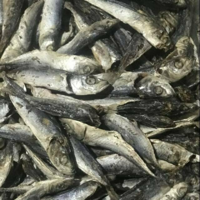 

Ikan Tamban