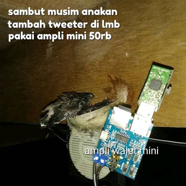 Ampli walet mini 1ch
