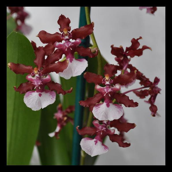 Oncidium Sharry Baby "Sweet Fragrance"