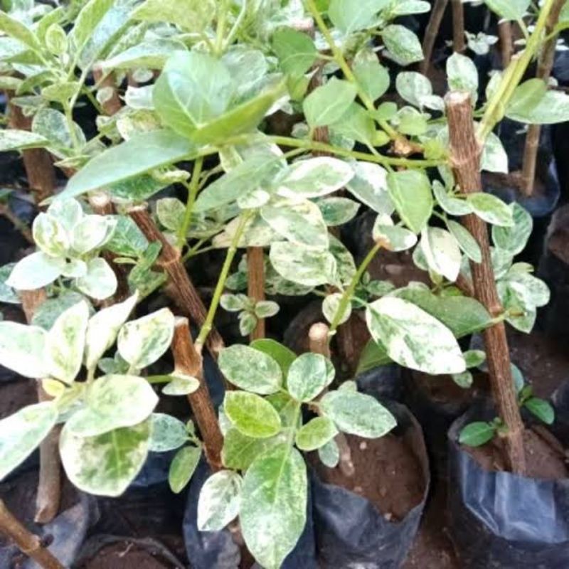 Bahan bonsai Sancang variegata