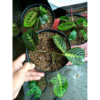 Calatea Maranta Kepiting Pot Calathea Marantha Calatea Maranta Kepiting Pot Calathea Marantha