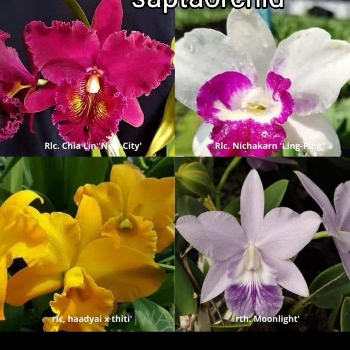 Cattleya mini dewasa anggrek