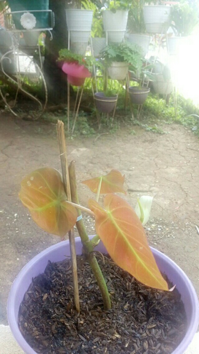 Tanaman Hias Micans / Pilo Mican