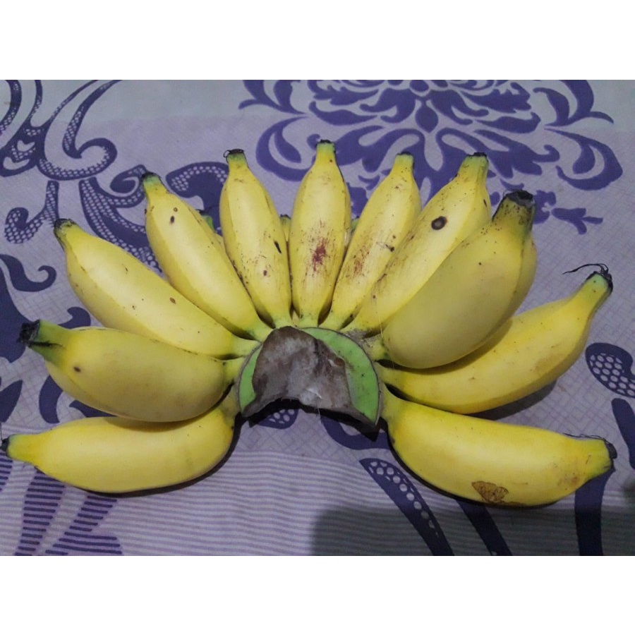 

Buah Pisang Mas Putri Sedang