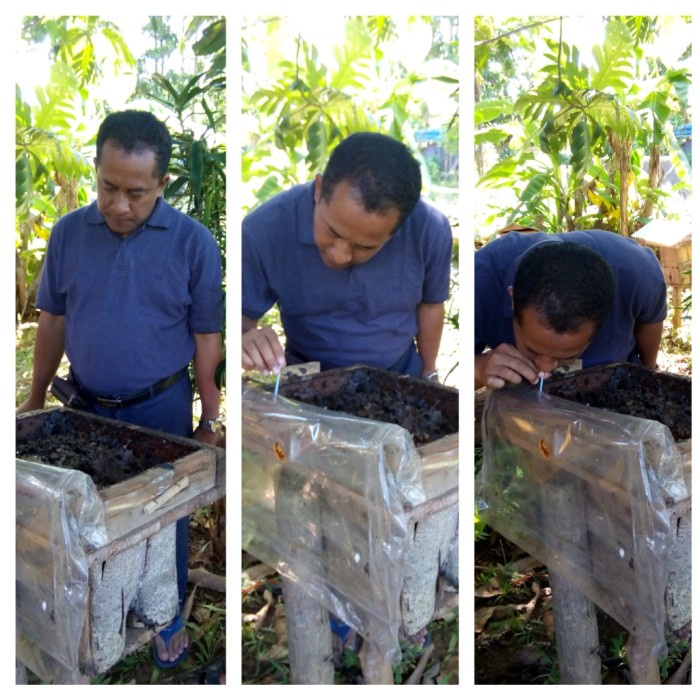 

(BISA COD) madu kalulut / madu klanceng, asli dari hutan kalimantan
