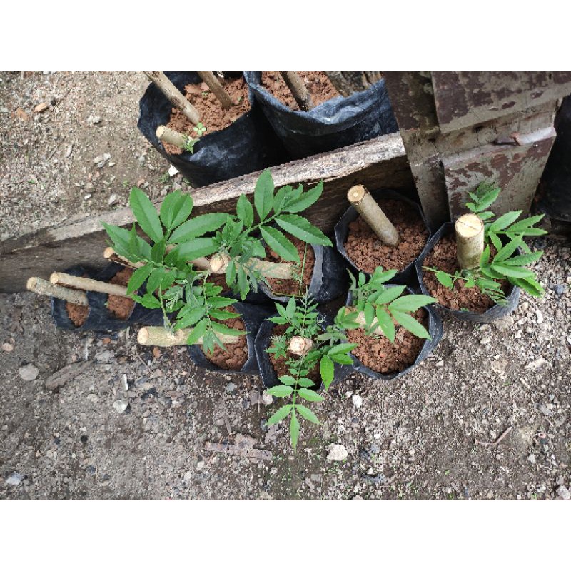 

Bibit Stek Daun Sungkai (Peronema Canescens)