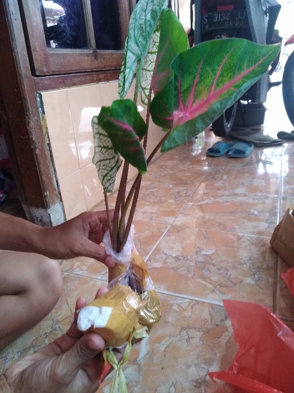 Pink Cloud Lokal