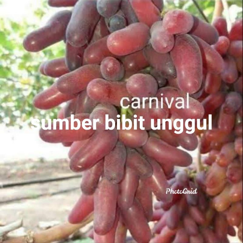 bibit anggur import carnival