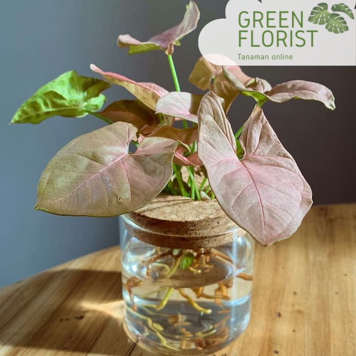 Tanaman hias air yang tahan di dalam ruangan indoor syngonium pink