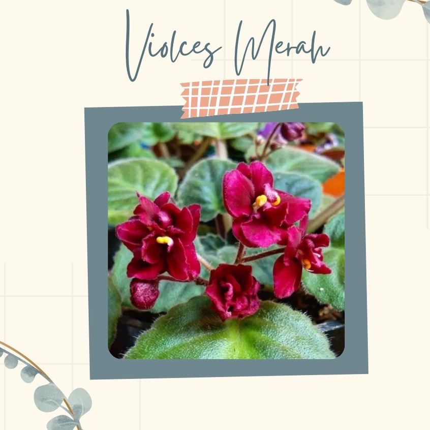 Tanaman Hias Violces Merah Bunga Violces Merah Murah