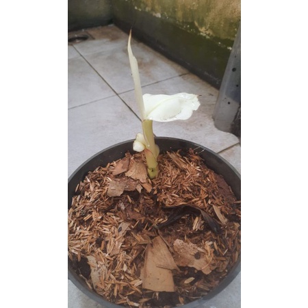 Jual Pohon Pisang Varigata Variegata Bisa Berbuah Shopee Indonesia