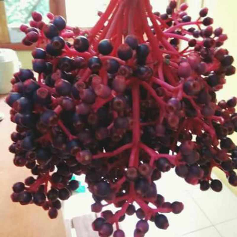 

BUAH PARIJOTO ASLI GUNUNG MURIA 1/4KG