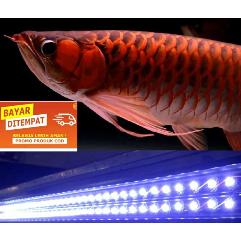 Lampu tanning HPL 50 mata led (50watt) 30.000k pjg 90cm -120cm