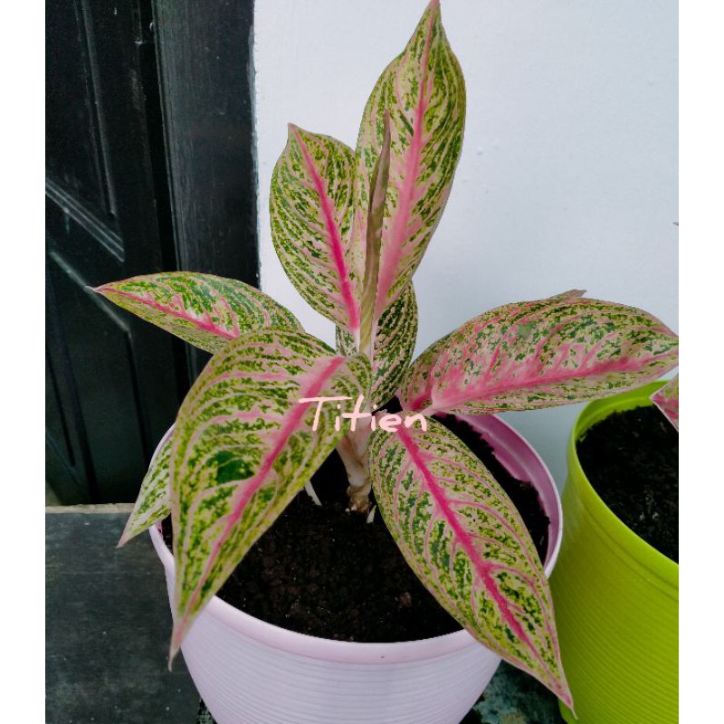 Anakan aglonema legacy merah