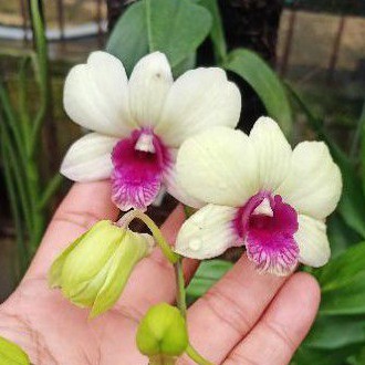 Anggrek dendrobium Snowboy Dewasa, Spike & Knop